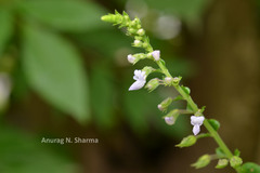 Plectranthus mollis